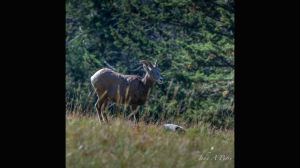 Big Horn Sheep